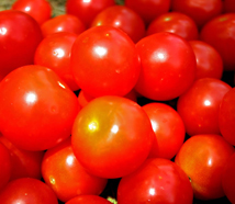 Tomatoes enjoy fertilizer in