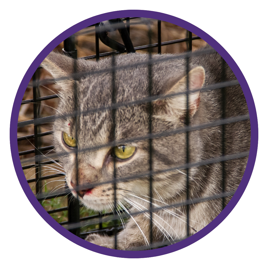 close up of gray cat in humane cat trap