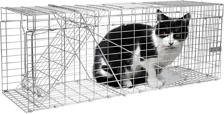 cat in Humane cat trap