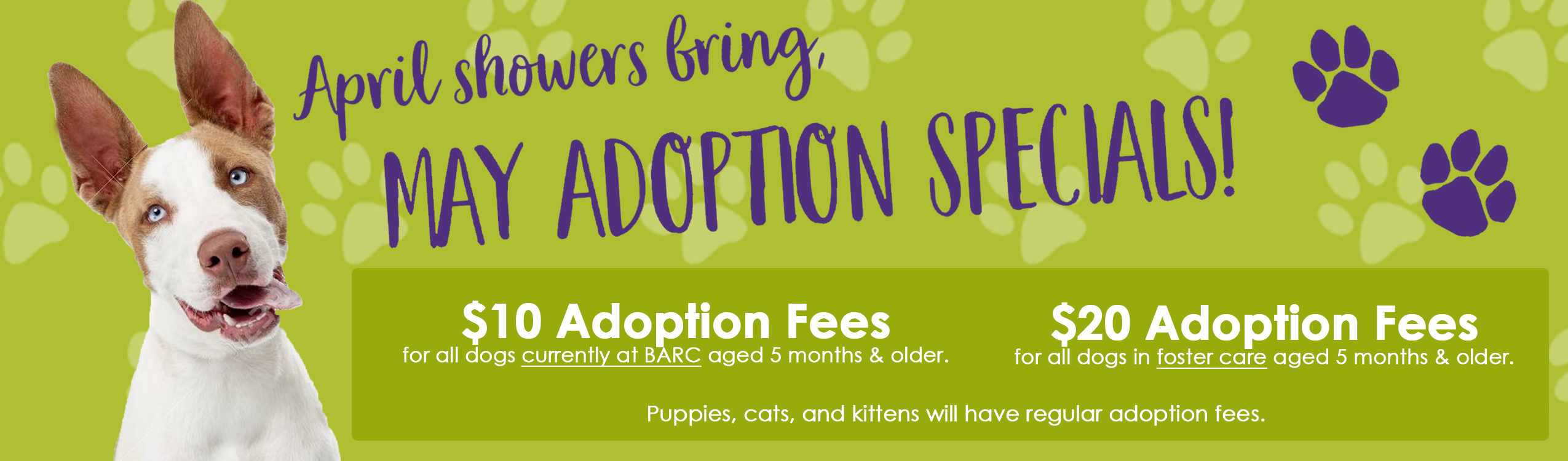 Adopt A Pet / Search Adoptable Pets