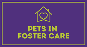Pets in Foster Care