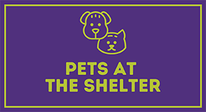 Pets at the Shelter