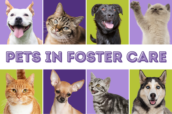 View adoptable pets in foster care