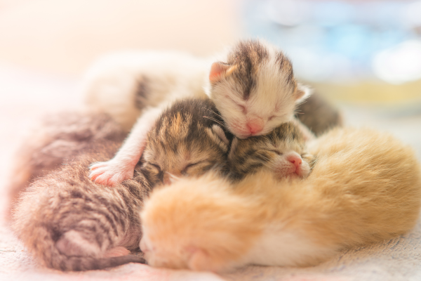 Neonatal Kittens